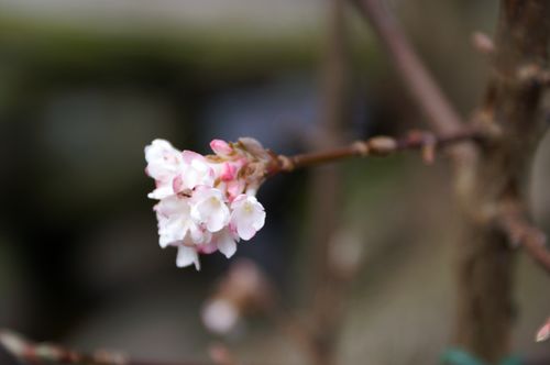 Viburnum x bodnantense 'Charles 'Lamont', 24.03.2007. Foto: F. Ervik